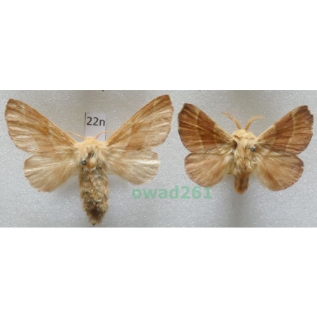 Malacosoma neustria (Linnaeus, 1758) pair Czech22n